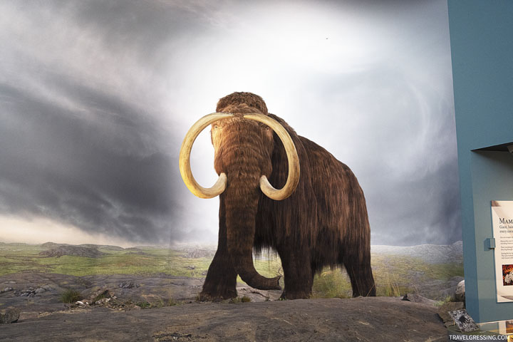 20 Top Things to Do in Victoria, BC in 2020: See the Woolly Mammoth at Royal BC Museum