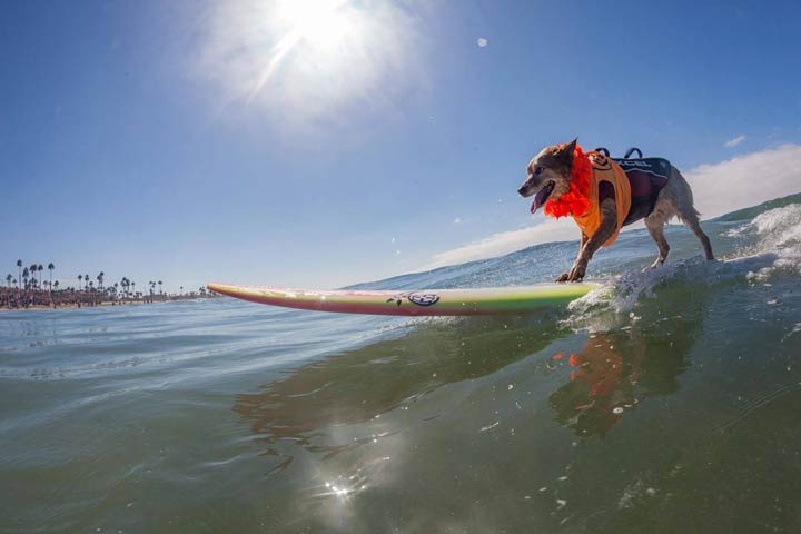20 Top Things to Do in San Diego 2020 Imperial Beach Surf Dog Competition
