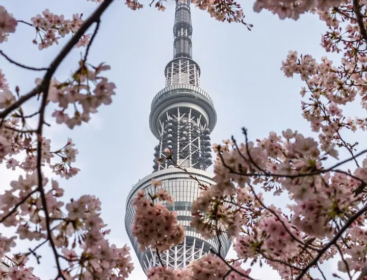 Top Things to Do in Tokyo in 2020: See cherry blossoms before the crowds