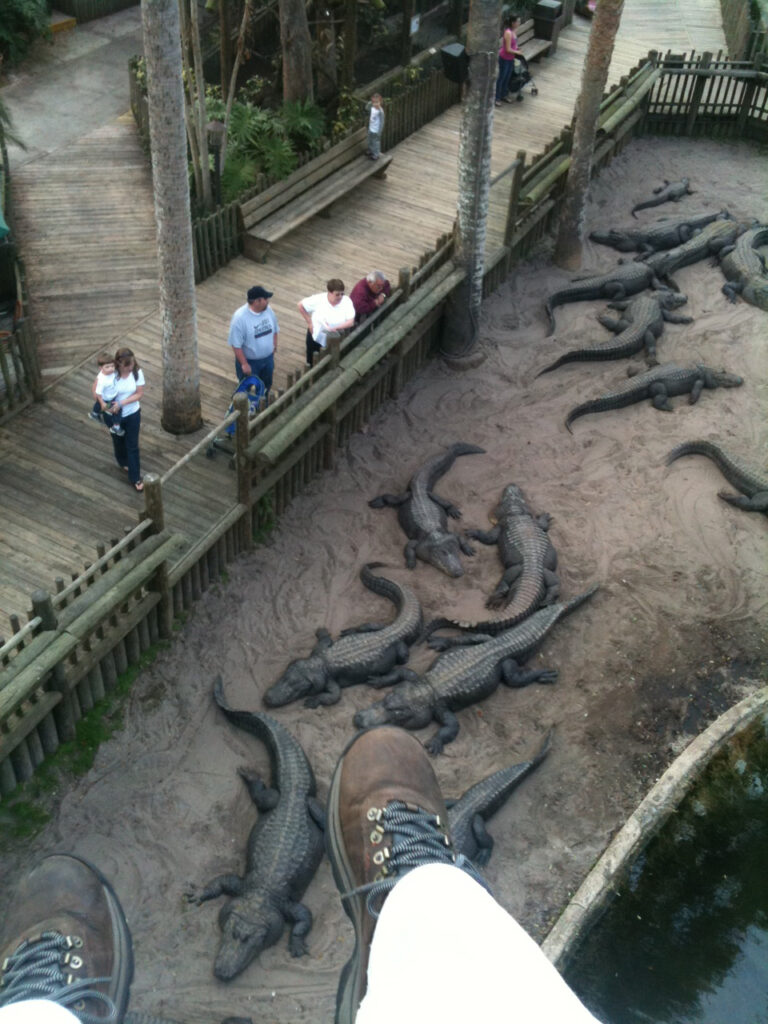 Things to do in St. Augustine Florida in 2020: zipline over a swarm of alligators at the St Augustine Alligator Farm