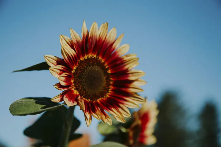 Chilliwack Sunflower Festival 2021 makes a return this year starting Monday, July 26.