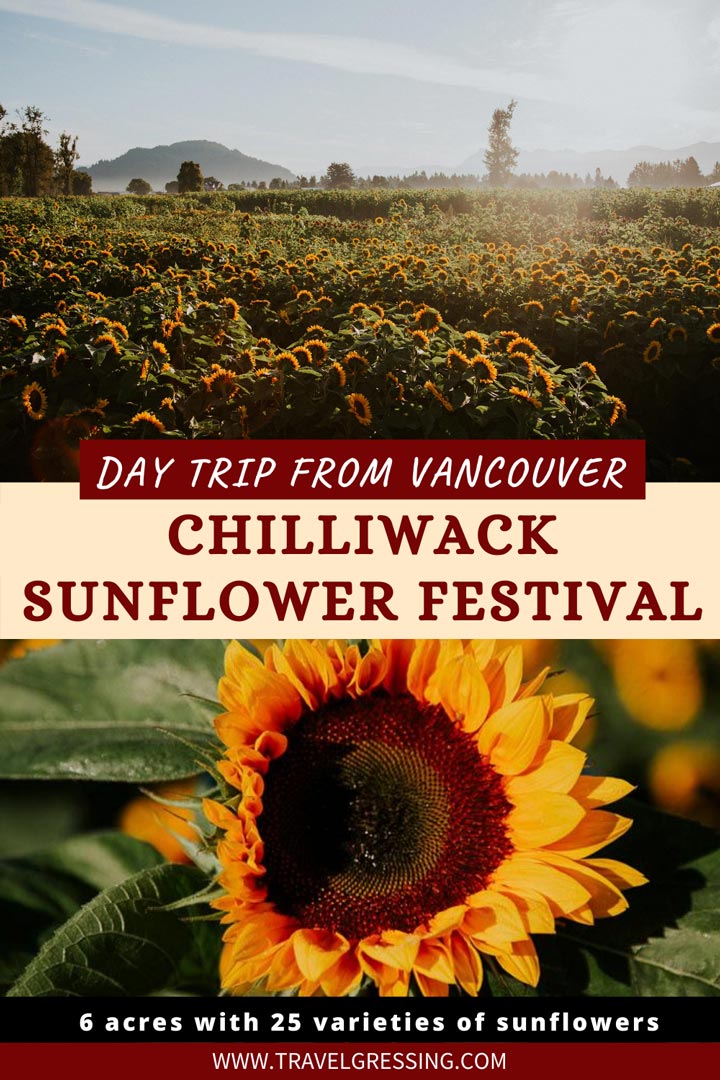 Chilliwack Sunflower Festival 2020: Date, Hours, Tickets Info