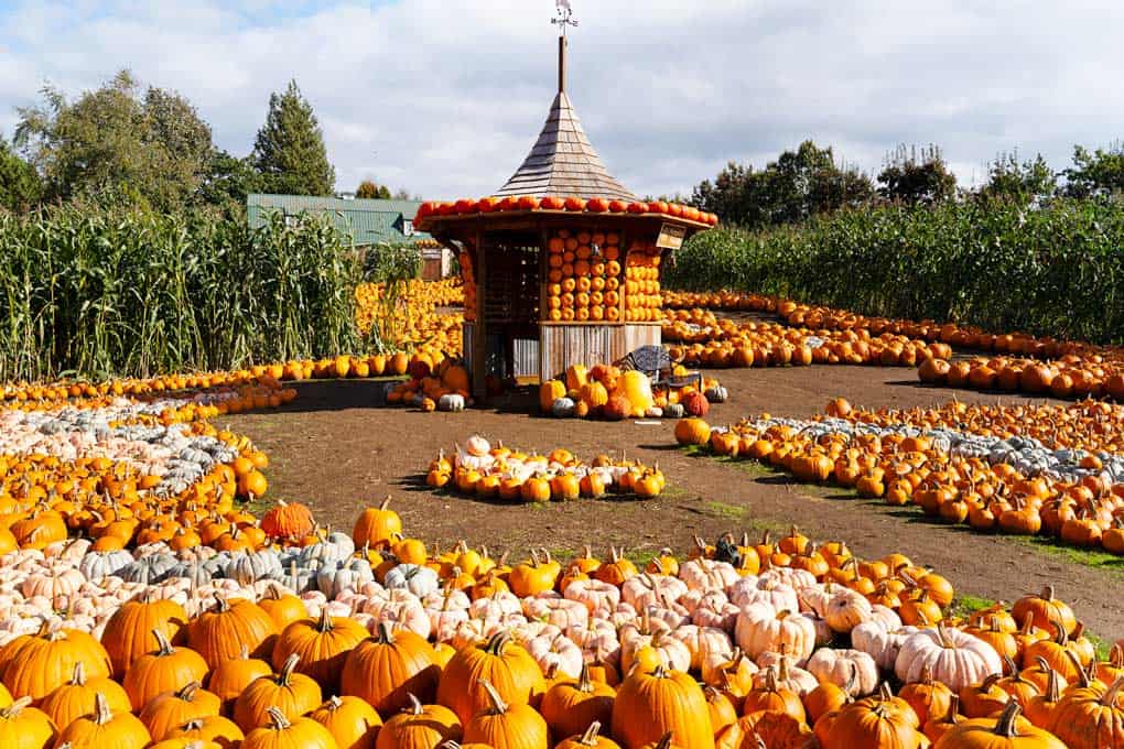 Fun Things to Do at Taves Farm in Abbotsford during the Fall