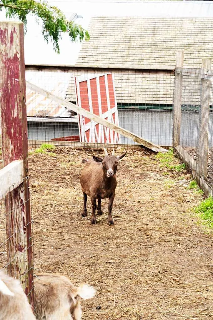 Fun Things to Do at Taves Farm in Abbotsford during the Fall