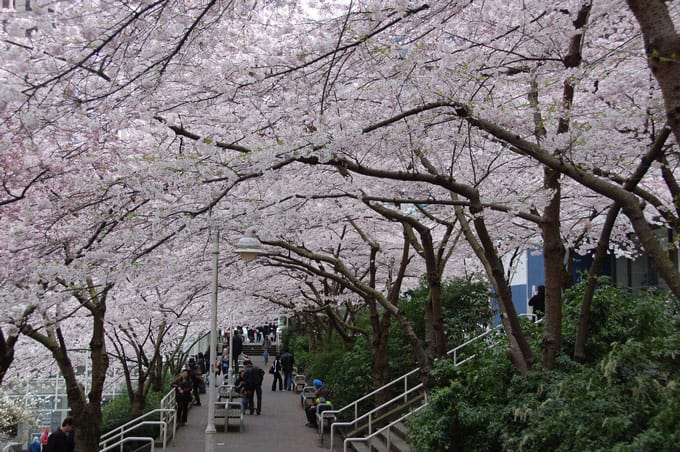 Cherry Blossoms Vancouver 2021: Where to see, What's Blooming, Map