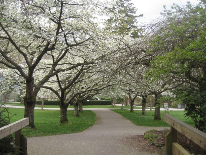 Cherry Blossoms Vancouver stanley park