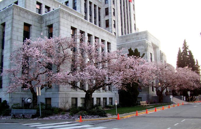 Cherry Blossoms Vancouver 2021: Where to see, What's Blooming, Map