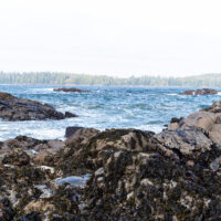 Top Things to do Tofino BC in 2021 + Where to Stay and Eat