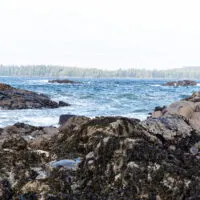 Top Things to do Tofino BC in 2021 + Where to Stay and Eat