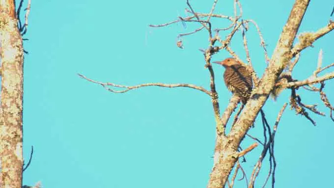Alabama&rsquo;s state bird, the Northern Flicker nicknamed the "Yellowhammer."