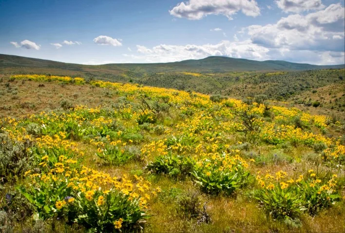 Explore Spring in the Yakima Valley
