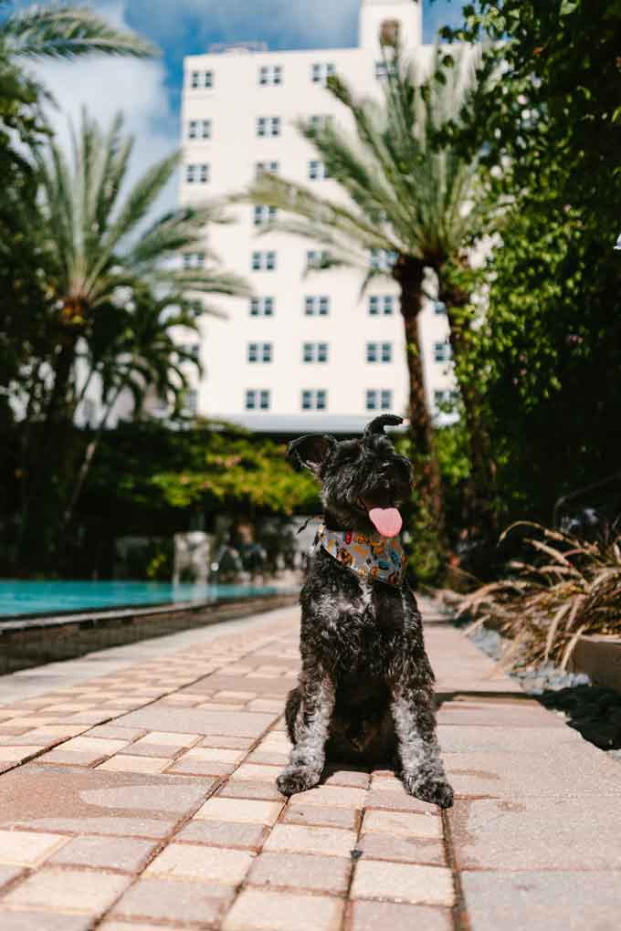 Puppy Brunch and Adoption Event at The National Hotel - Sunday, 8/27 at 12pm