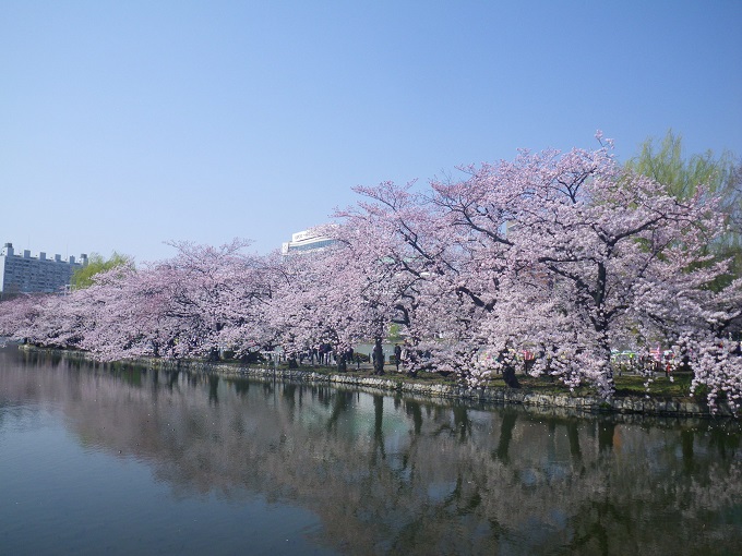 Winter Turns To Spring In Tokyo A Cherry Blossom Journey